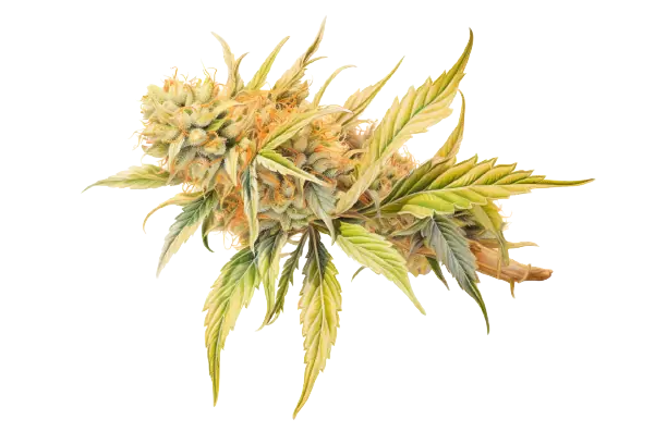 Farbenfrohe Cannabisblüte und leuchtende Cannabisblätter Eine Cannabispflanze zeigt sich in diversen Farbtönen.